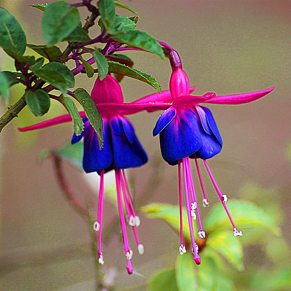 Dark Blue Red Fuchsia Flower Seeds for Planting Fragrant Blossoms Heirloom & GMO Free Seeds for Home Garden
Sale