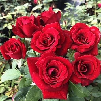 Full Red Rose Flower seeds for Planting - Long Bloom Season, Heirloom & GMO Free Seeds for Home Garden