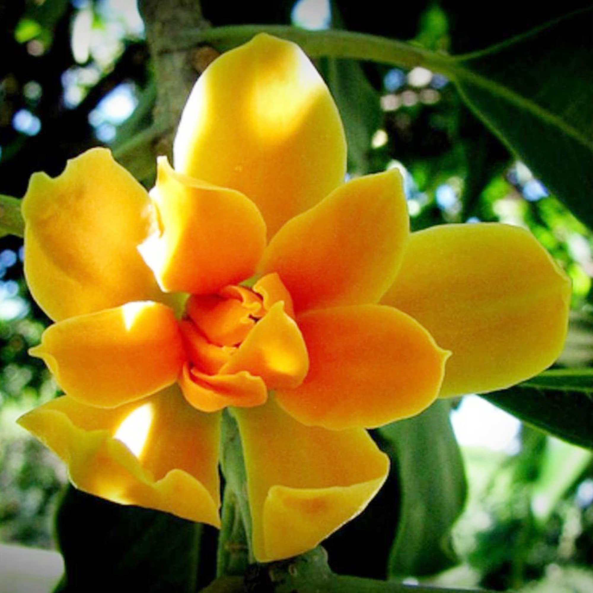 Magnolia Orange Flower Seeds – Beautiful, Orange Magnolias for Garden Displays