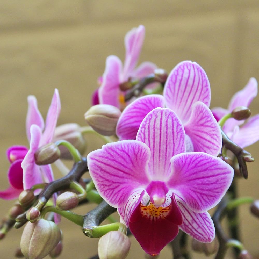 Mini Orchid Orchidaceae Flower Seeds for Planting for Home Garden
