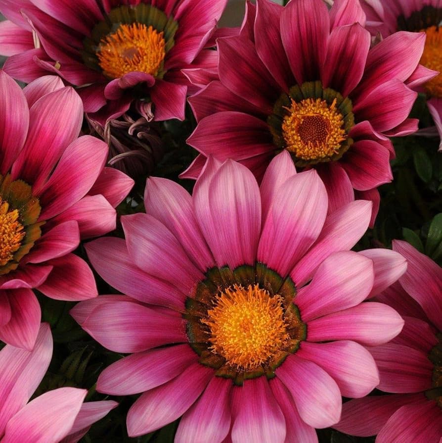 Pink Gazania Rigens Flower seeds blooming in flower beds, containers, borders, and pollinator-friendly gardens