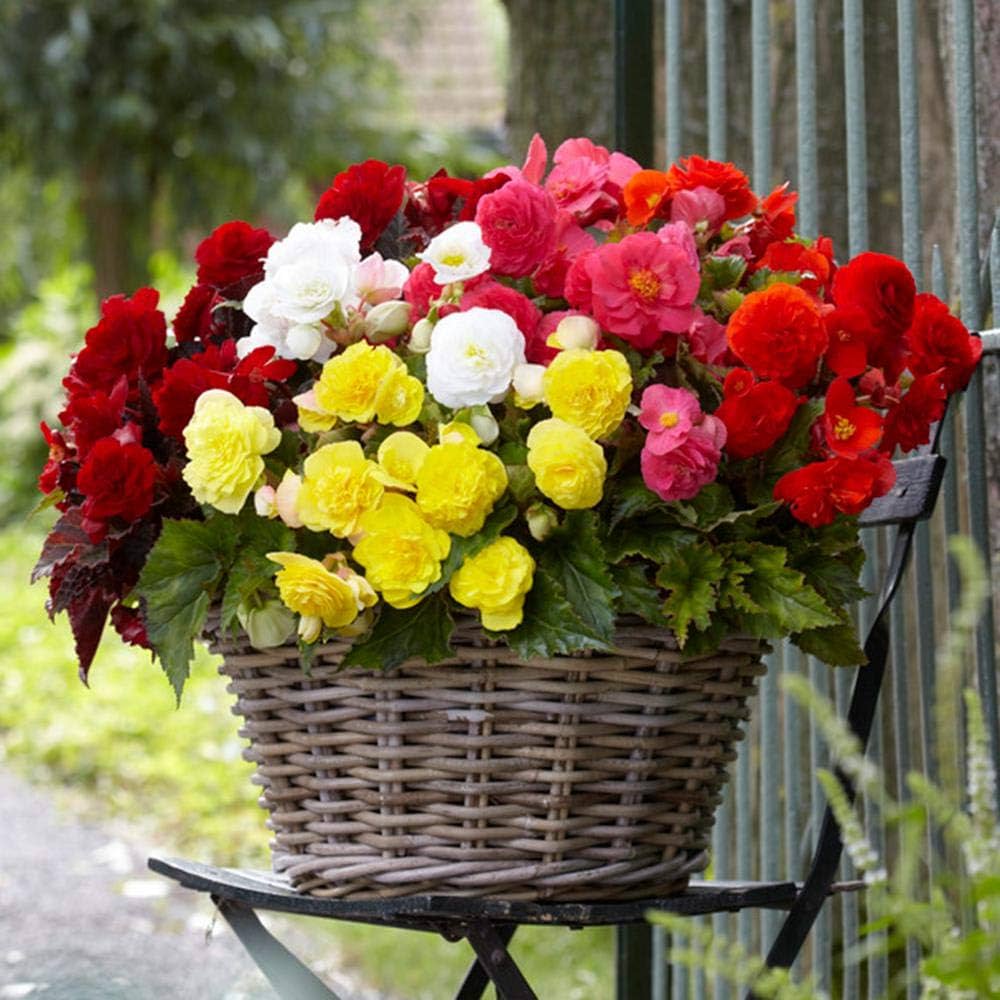 Mixed Begonia Flower seeds for Planting - Long Bloom Season, Heirloom & GMO Free Seeds for Home Garden