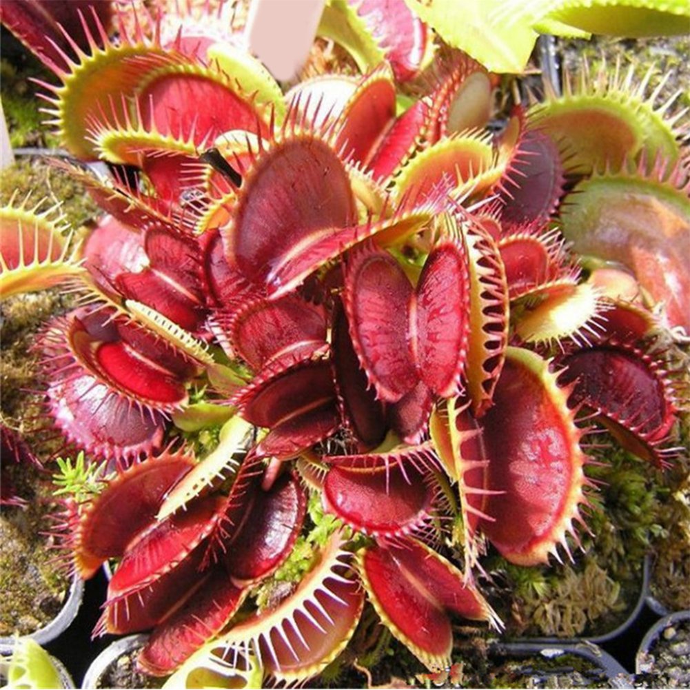 Red Catching Plant or Venus Fly Trap Insectivorous Flower seeds for Planting - Seasonal Bloomer, Heirloom & GMO Free Seeds for Home Garden
Sale seeds for home garden