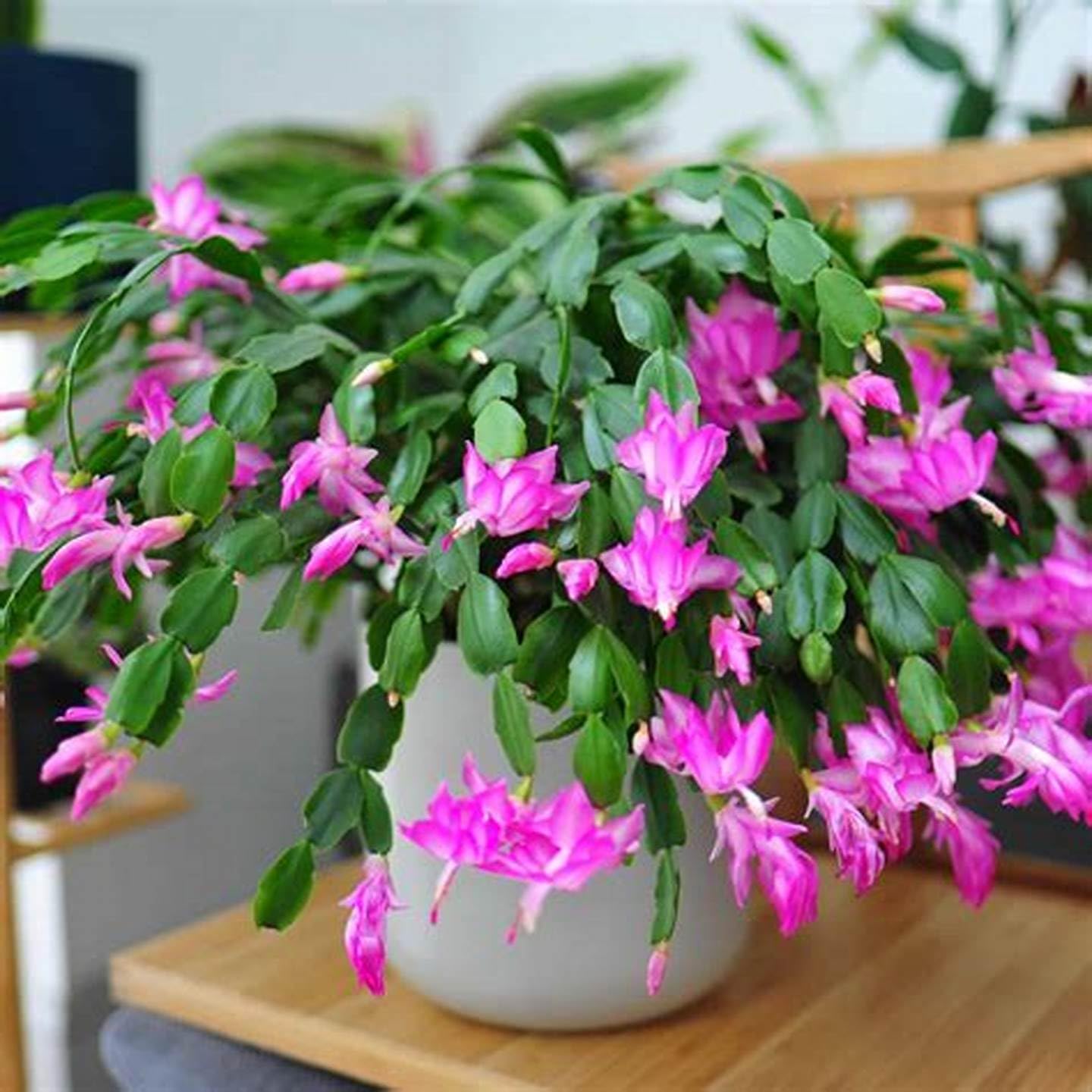 Violet Schlumbergera Seeds for Easy Planting