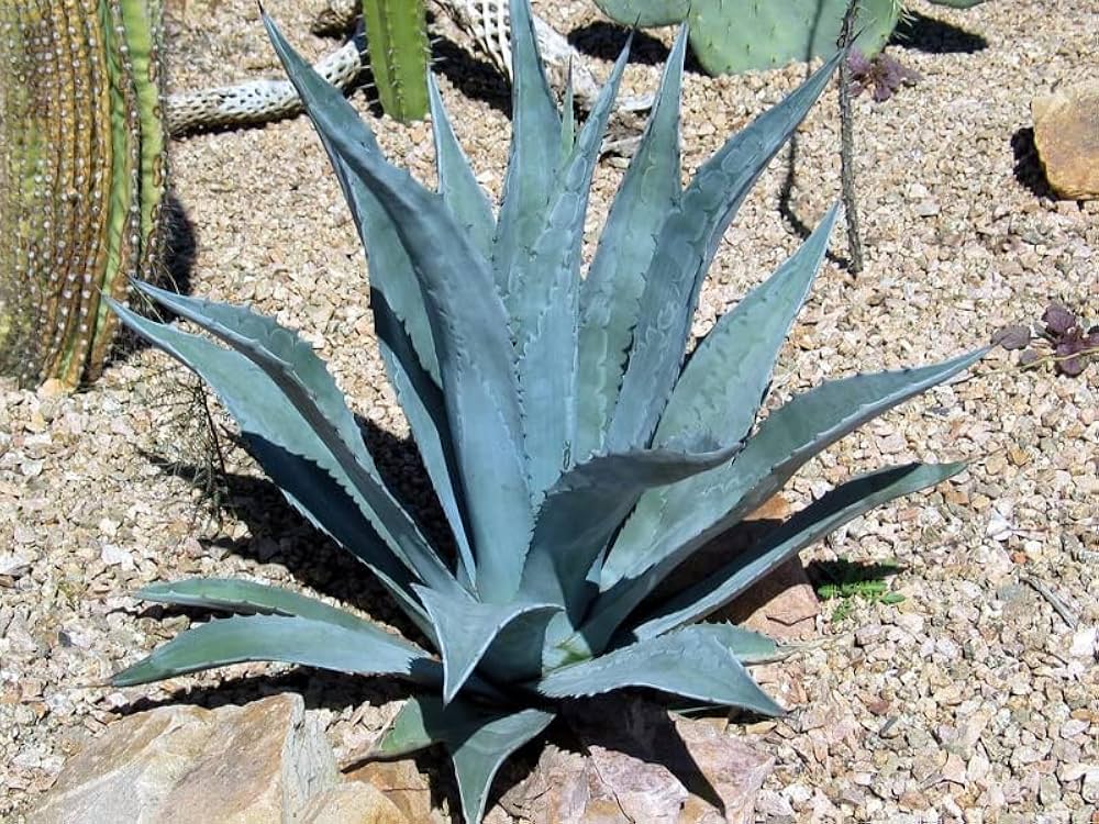 Agave Seeds: Perfect For Your Succulent Collection Plant Seeds