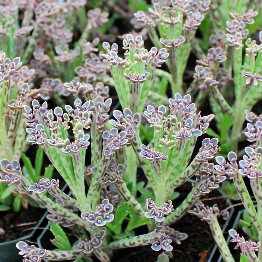 Blue Kalanchoe Flower seeds for Planting - Vibrant Colors, Heirloom & GMO Free Seeds for Home Garden