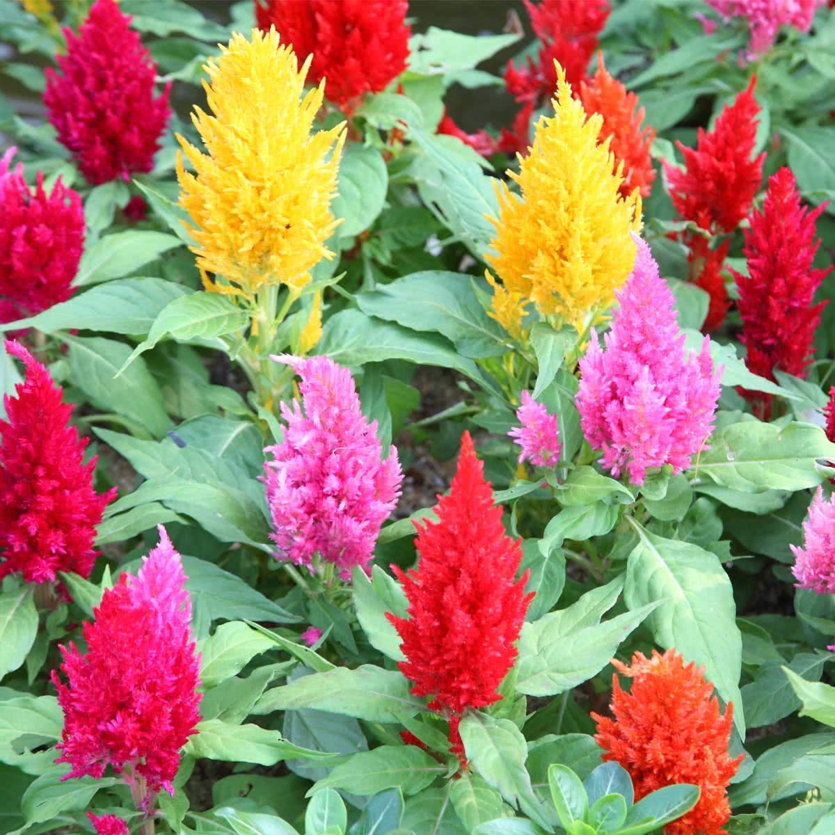 Celosia Fresh Look Gold Seeds for Planting flower bed garden