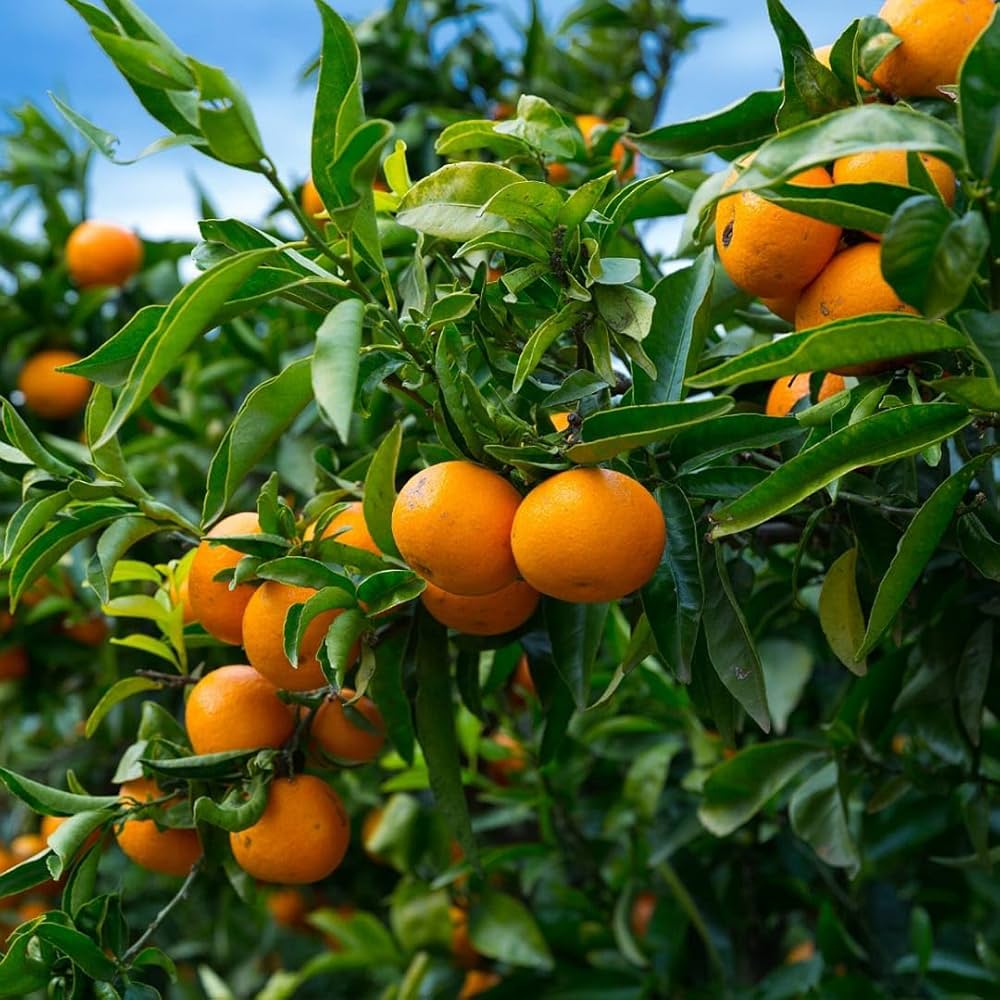 Miniature Orange Tree Seeds for Planting Grow Your Own Indoor Citrus
