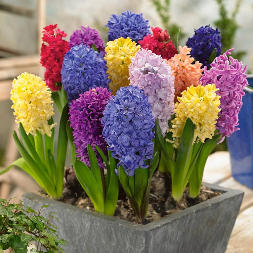 Mixed Hyacinth Hyacinthus orientalis Seeds for Planting