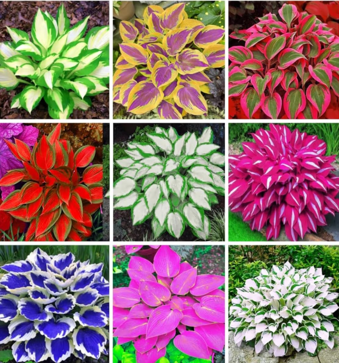 Hosta Coleus Flower seeds for Planting - Compact Growth, Heirloom & GMO Free Seeds for Home Garden