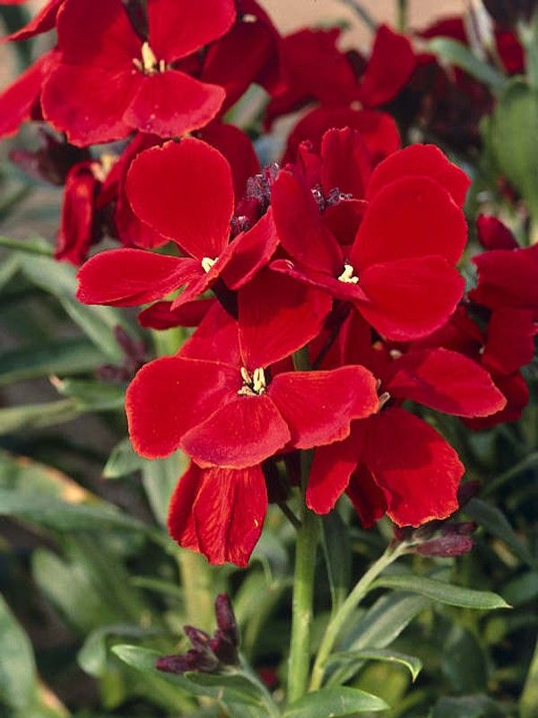 Heirloom Scarlet Flower seeds blooming in flower beds, containers, borders, and pollinator-friendly gardens