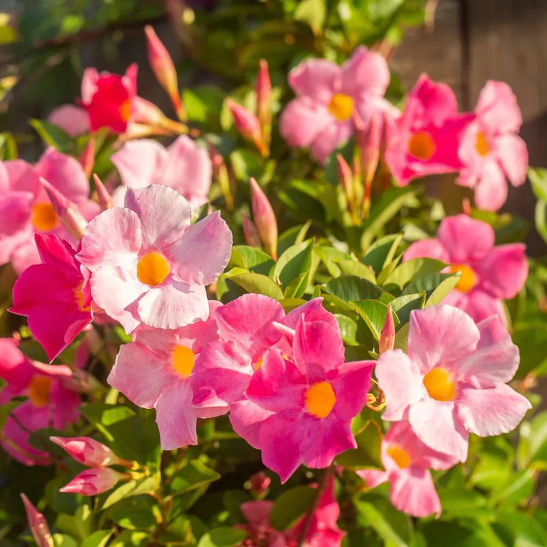 Mixed Mandevilla Sanderi Flower Seeds for Planting Heirloom and GMO Free Seeds for Home Garden Bright Blooms
Sale