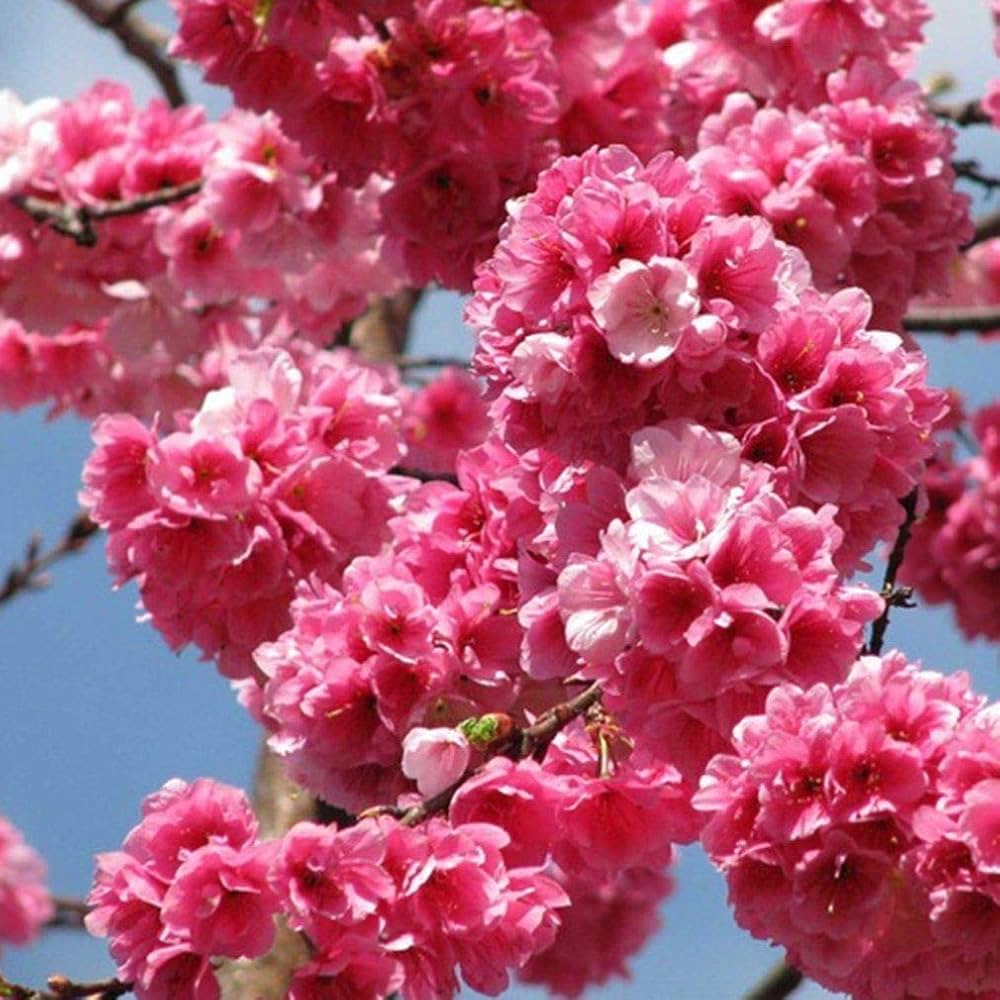 Pink Fraseri Serrulata Flower seeds blooming in flower beds, containers, borders, and pollinator-friendly gardens