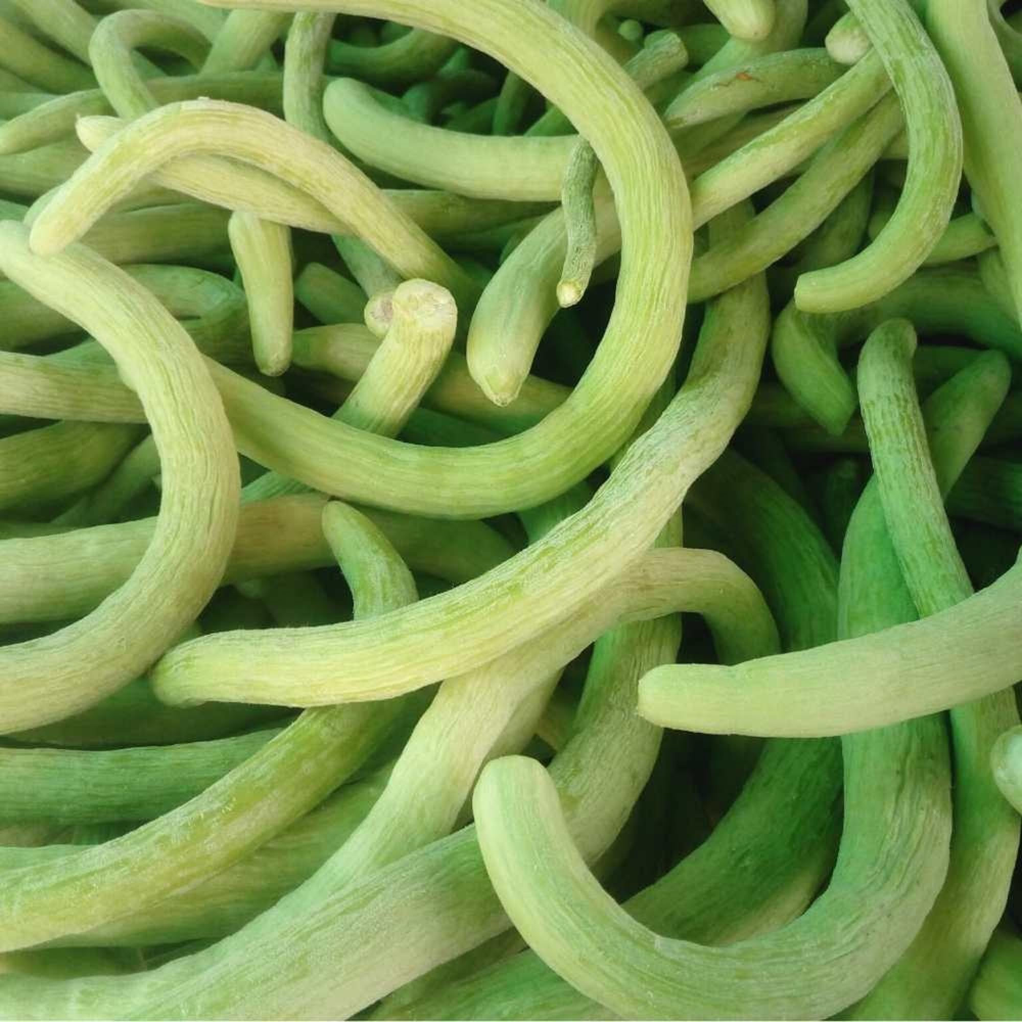 Long Cucumber Cucumis sativus for planting in vegetable patch or urban garden