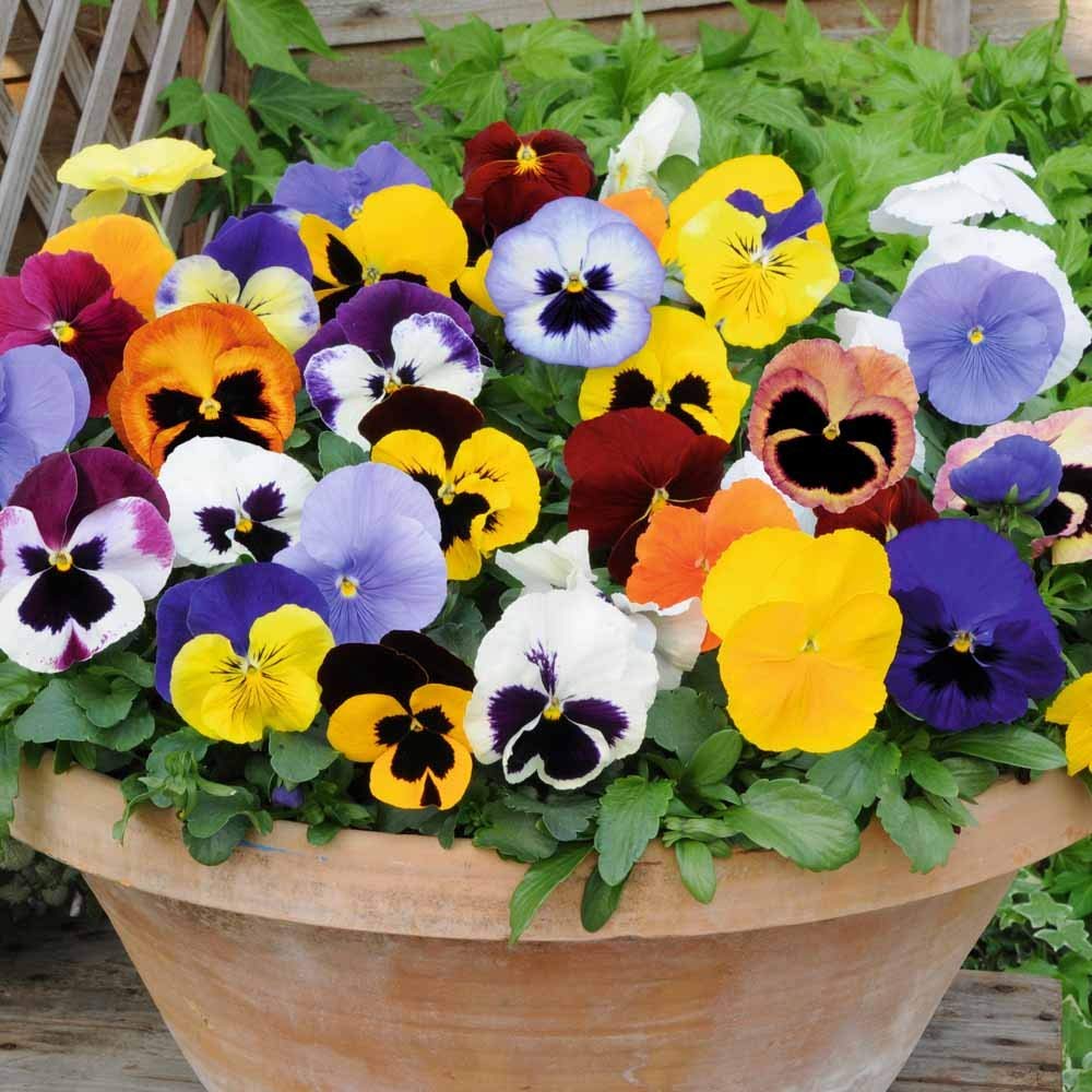 Double Pansy Rococo Mix Viola tricolor Seeds for Planting in Flower Bed