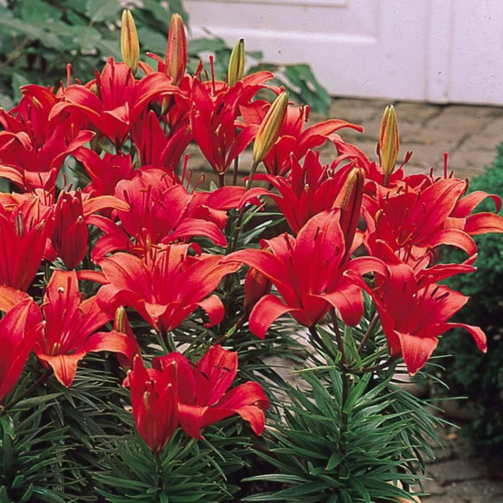 Lilium Pumilum Red Lily Seeds for Planting Balcony Garden Containers