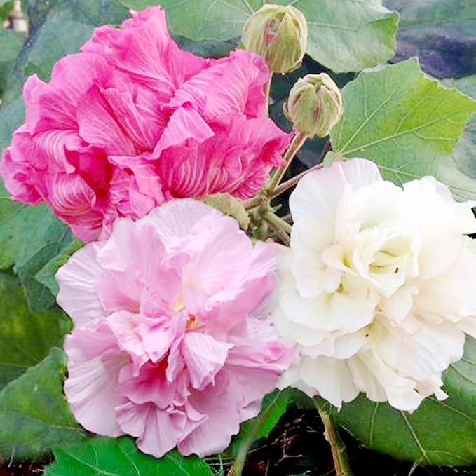 Hibiscus Mutabilis Confederate Rose Seeds