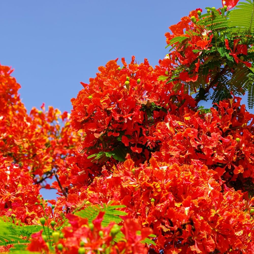 Malve Flower Seeds Mix – Yellow, White, Light Orange, and Orange-Red Colors
