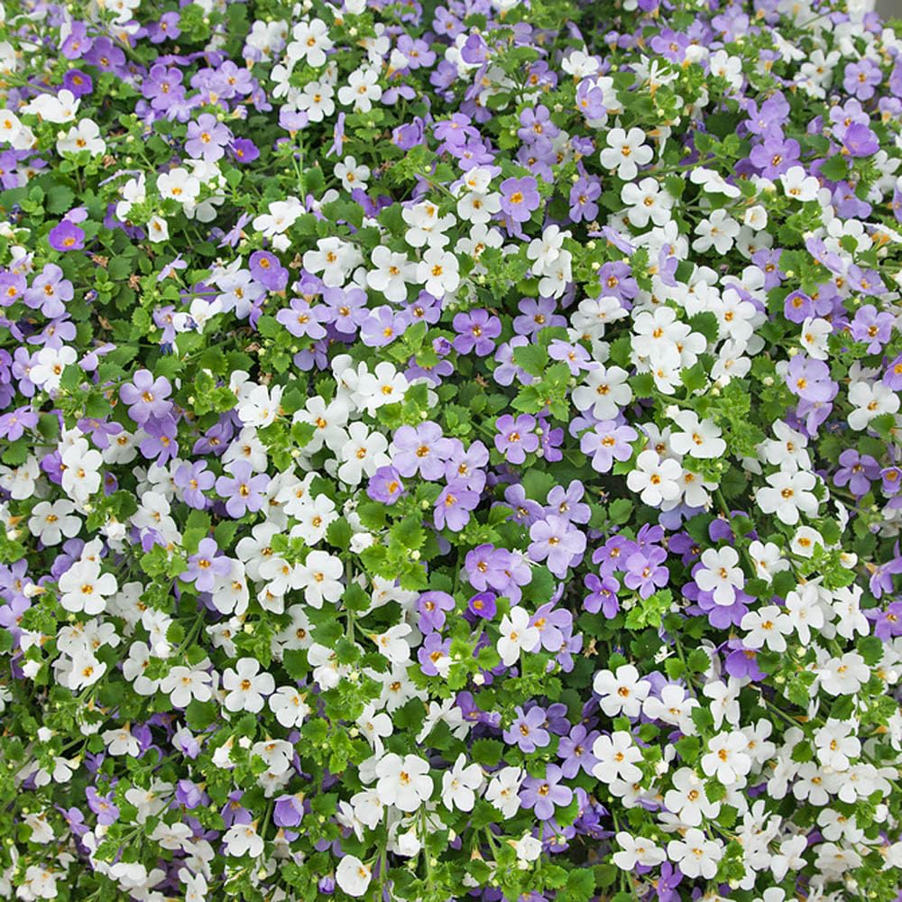 White Bacopa Utopia Flower seeds for Planting - Vibrant Colors, Heirloom & GMO Free Seeds for Home Garden