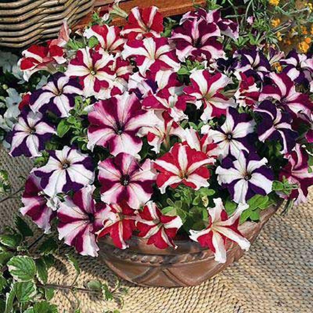 Pelletta Petunia Semi Candypops Picotee Mix Pops Candy Flower