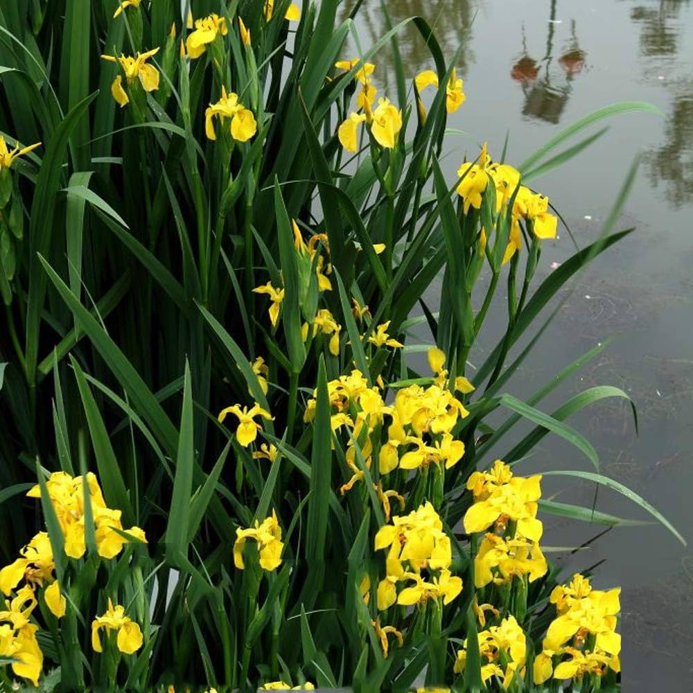 Rare Iris Seeds Iris for Planting in Flower Bed & Garden