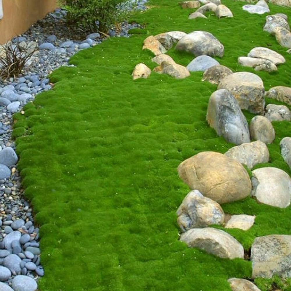 Irish Moss Grass Seeds for Planting Sagina Subulata for Lawns