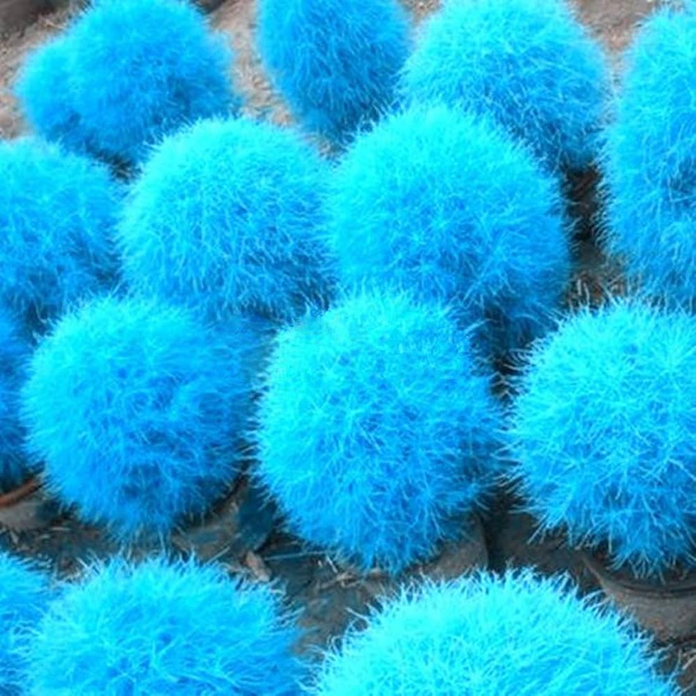 Blue Scoparia Seeds for Planting - Premium Quality Planting Seeds