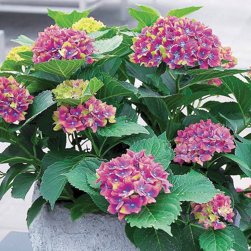 Hydrangea Hydrangea macrophylla Seeds for Planting - Perfect for Home Garden & Flower Bed