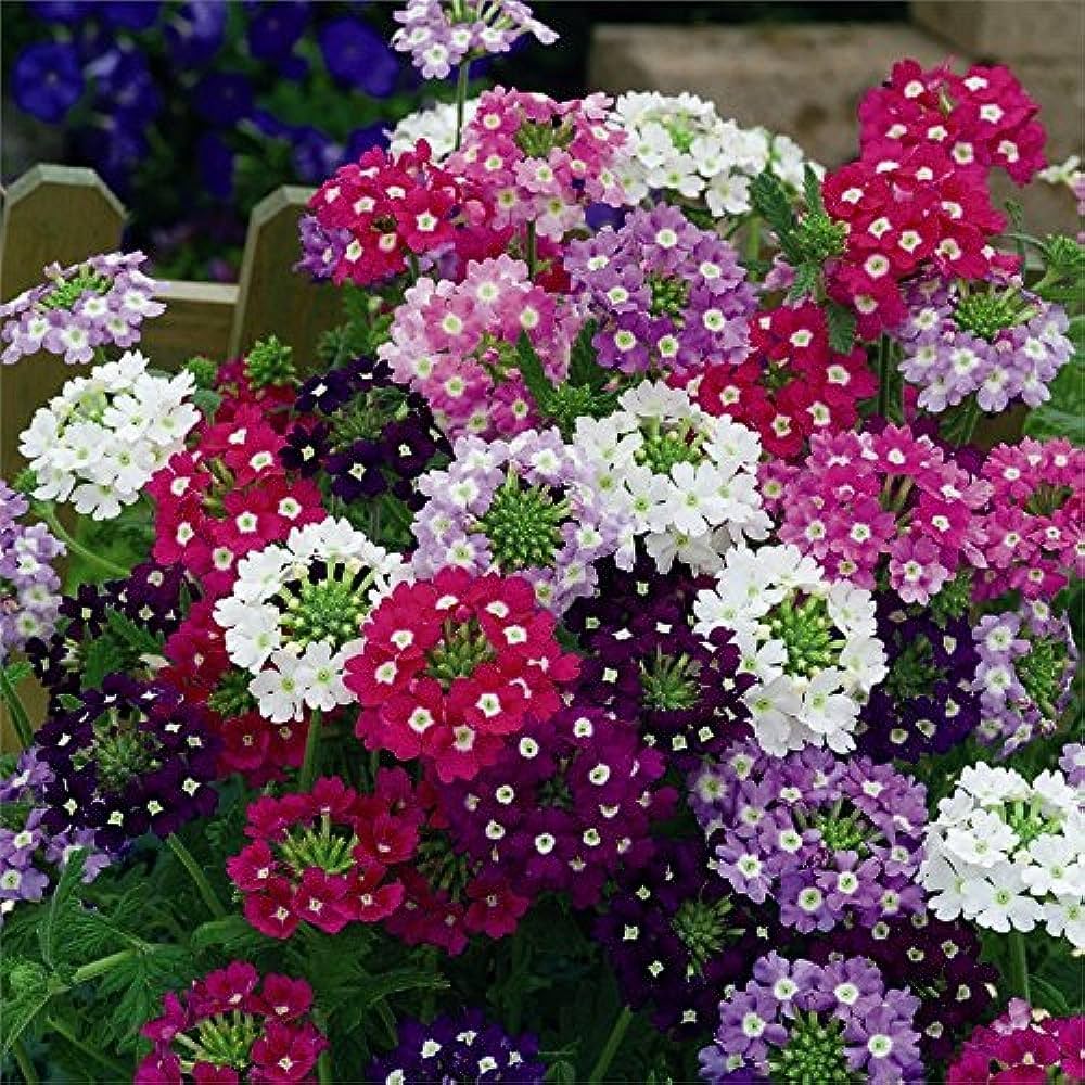 Vervain Flower seeds for Planting - Cut Flower Favorite, Heirloom & GMO Free Seeds for Home Garden
Sale seeds for planting in home garden