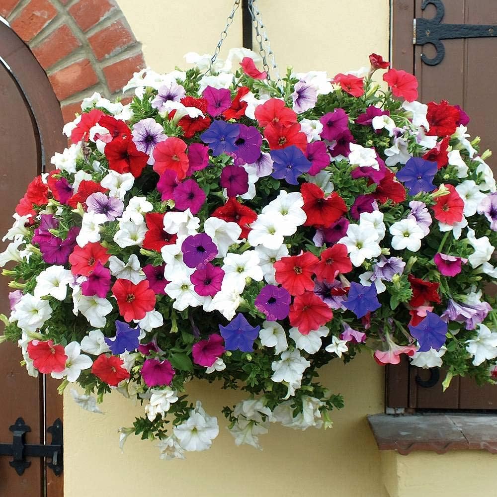 Petunia Mixed Colors Petunia spp. Seeds for Planting in Flower Bed