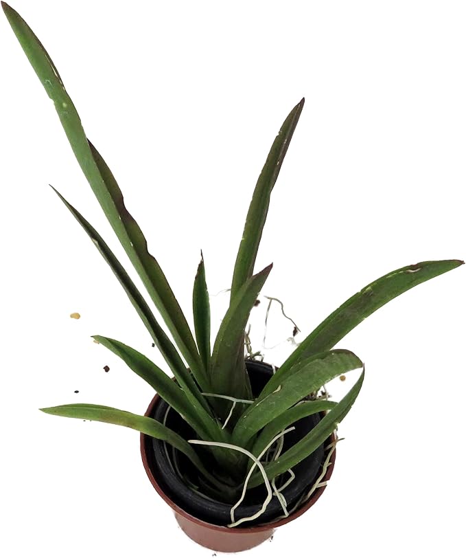 Orchid Orchidaceae spp. Seeds for Planting in Flower Bed & Garden