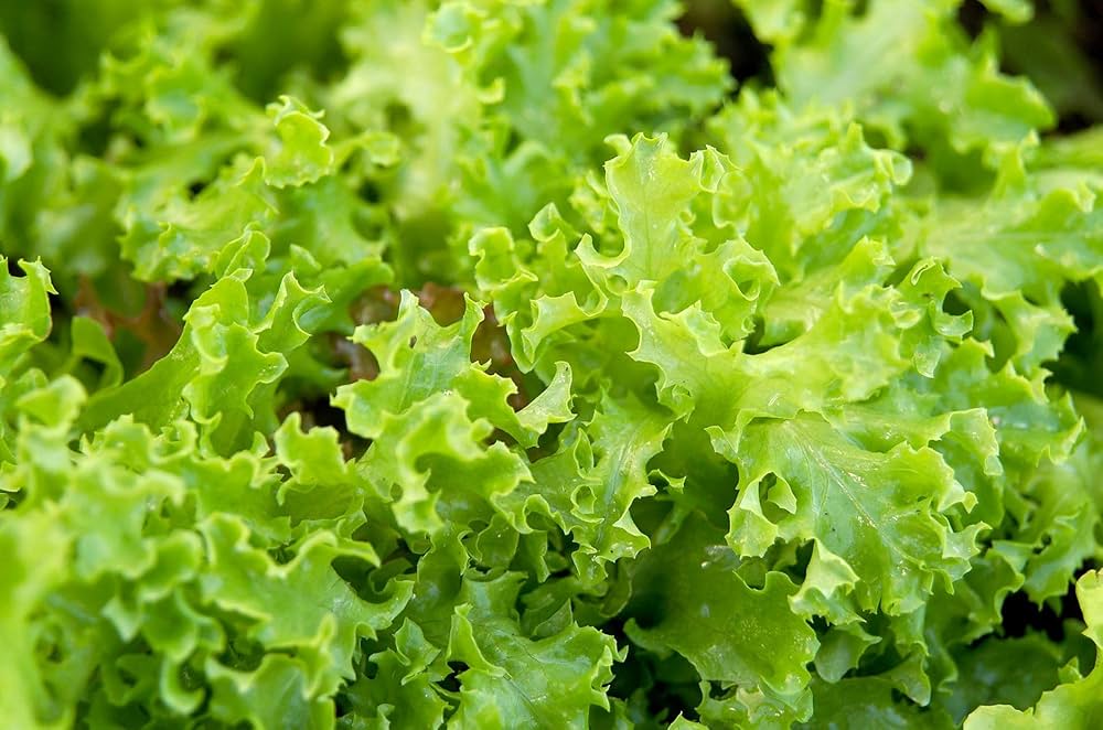 Lettuce Vegetable Seeds for planting
