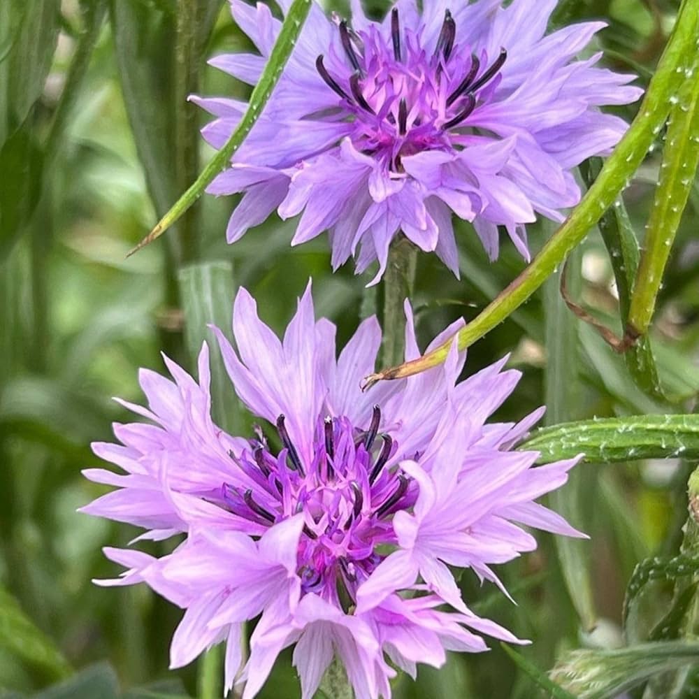 Purple Centaurea Flower seeds blooming in flower beds, containers, borders, and pollinator-friendly gardens