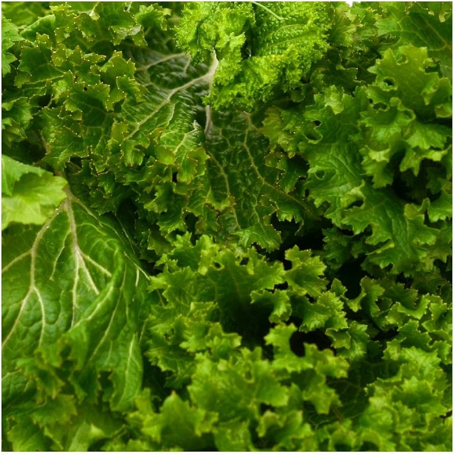 South Giant Curled Mustard Seeds for Planting vegetable patch