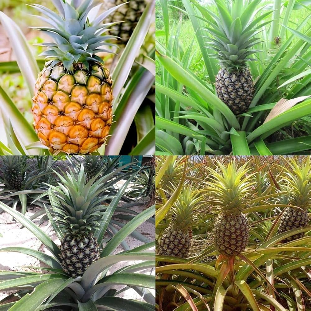Yellow Pineapple Fruit Seeds for Home Planting