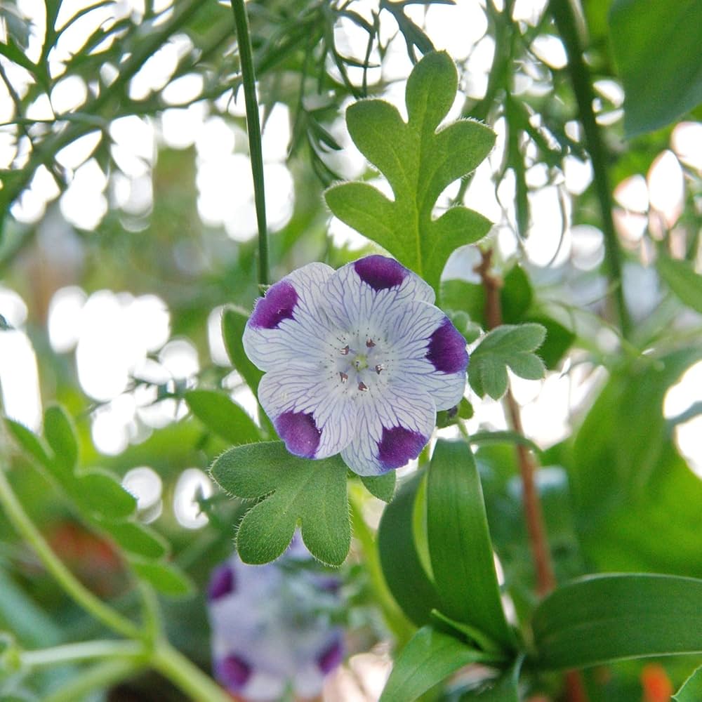 Five Spot Nemophila maculata Flower Seeds for Planting in Flower Bed and Wildflower Garden