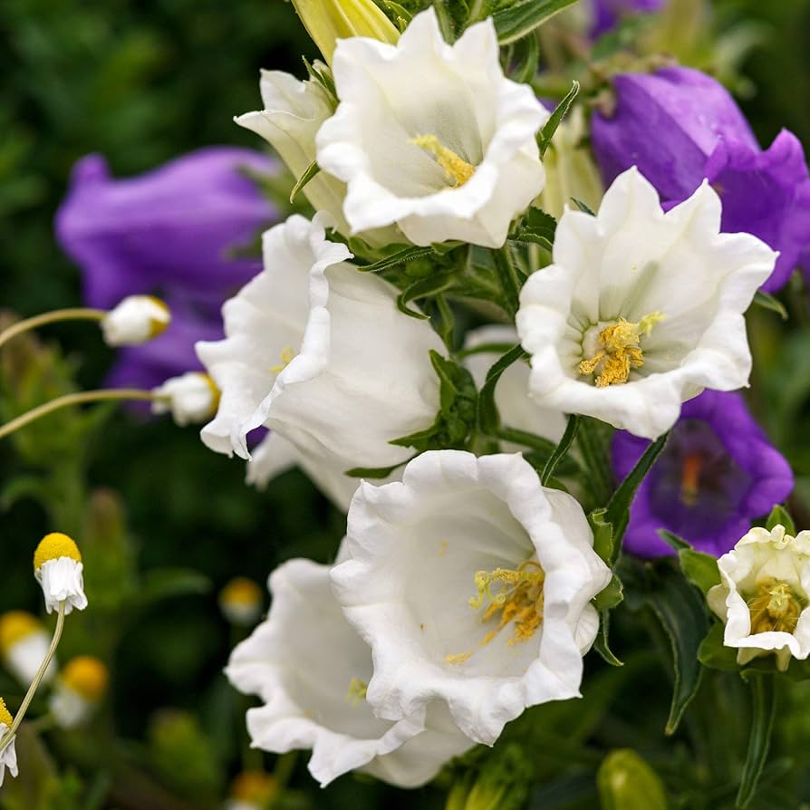 Canterbury Bells Campanula medium for planting in cottage garden