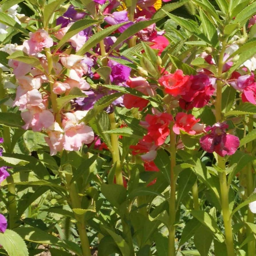 Impatiens Xtreme Violette Impatiens walleriana for planting in flower bed