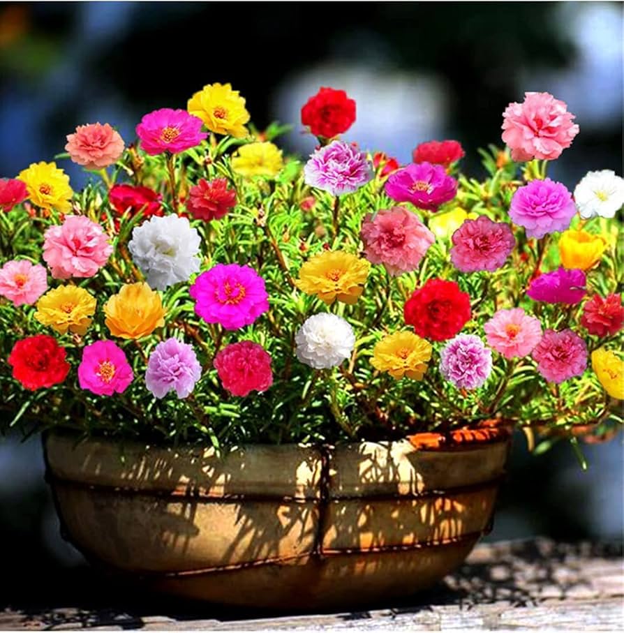 Lock Flower Lock Flower Seeds for Planting flower bed vegetable patch