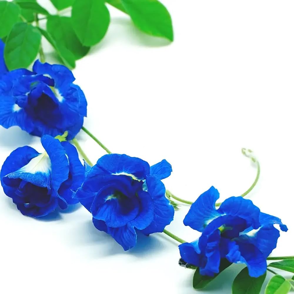 Kalimeris Seeds for Planting Kalimeris pinnatifida for flower beds and perennial gardens