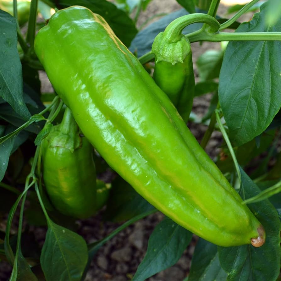 Flowers Authentic Italian Pepper Capsicum annuum Seeds for Planting in Vegetable Patch