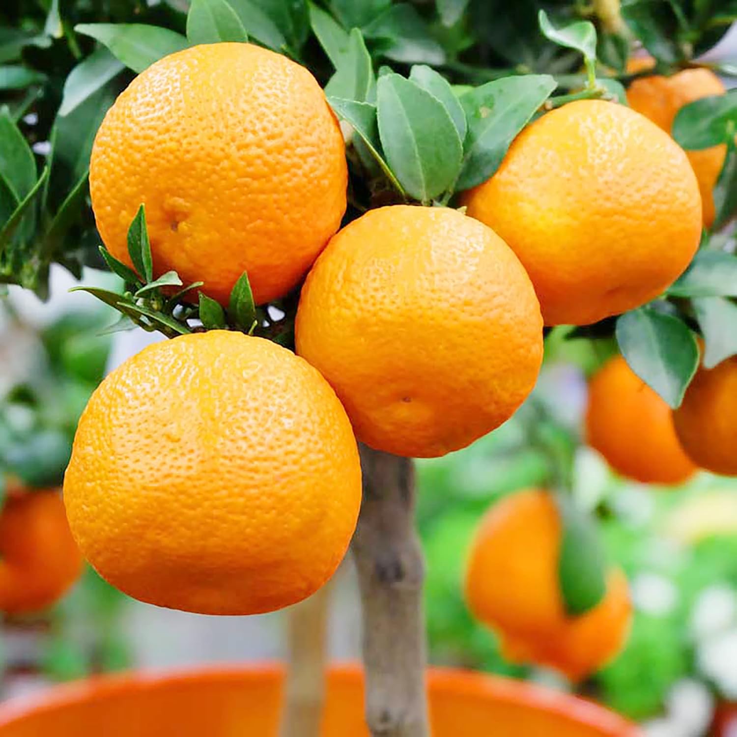Mandarin Orange Seeds Cold Hardy Citrus Unshiu Satsuma Evergreen Sweet Gmo Free Home Garden Outdoor