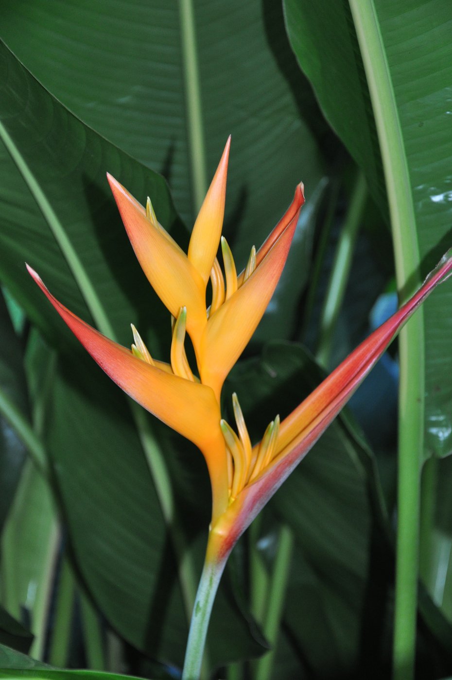 Heliconia Sclerotricha Seeds for Planting Heliconia sclerotricha for tropical gardens and flower beds