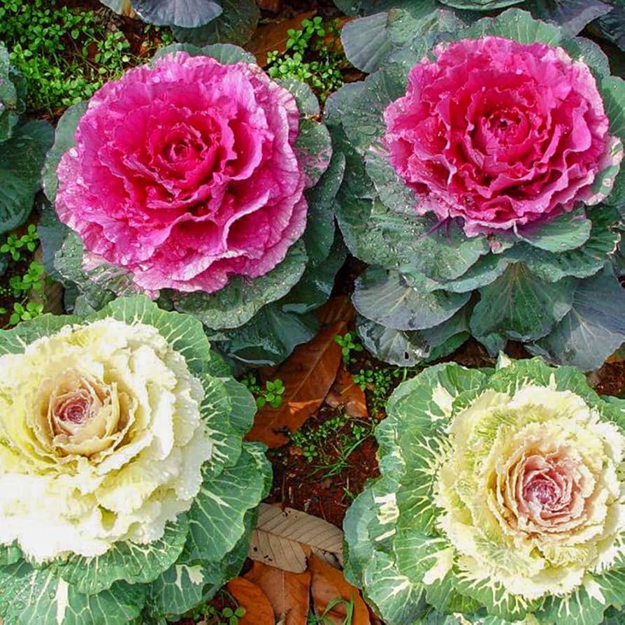 Mixed Color Brassica Oleracea Flower Seeds for Planting Drought Tolerant Heirloom & GMO Free Seeds for Home Garden
Sale