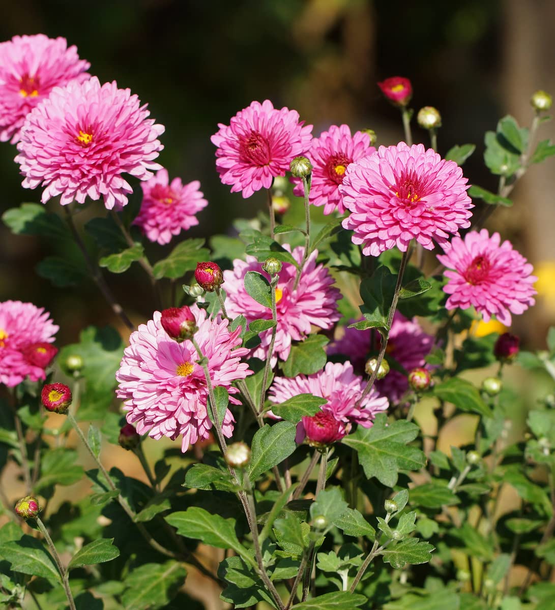 Dendranthema Indicum Chrysanthemum indicum for planting in flower bed