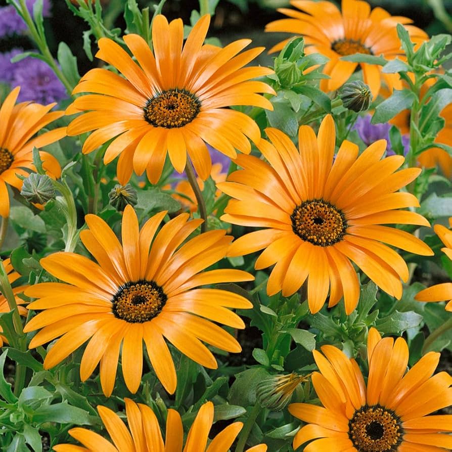 African Daisy Dimorphotheca aurantiaca Seeds for Planting home garden flower bed