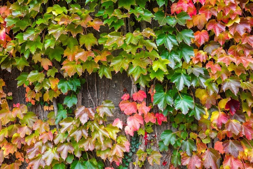 Ivy Hedera helix Flower Seeds for Planting in Garden