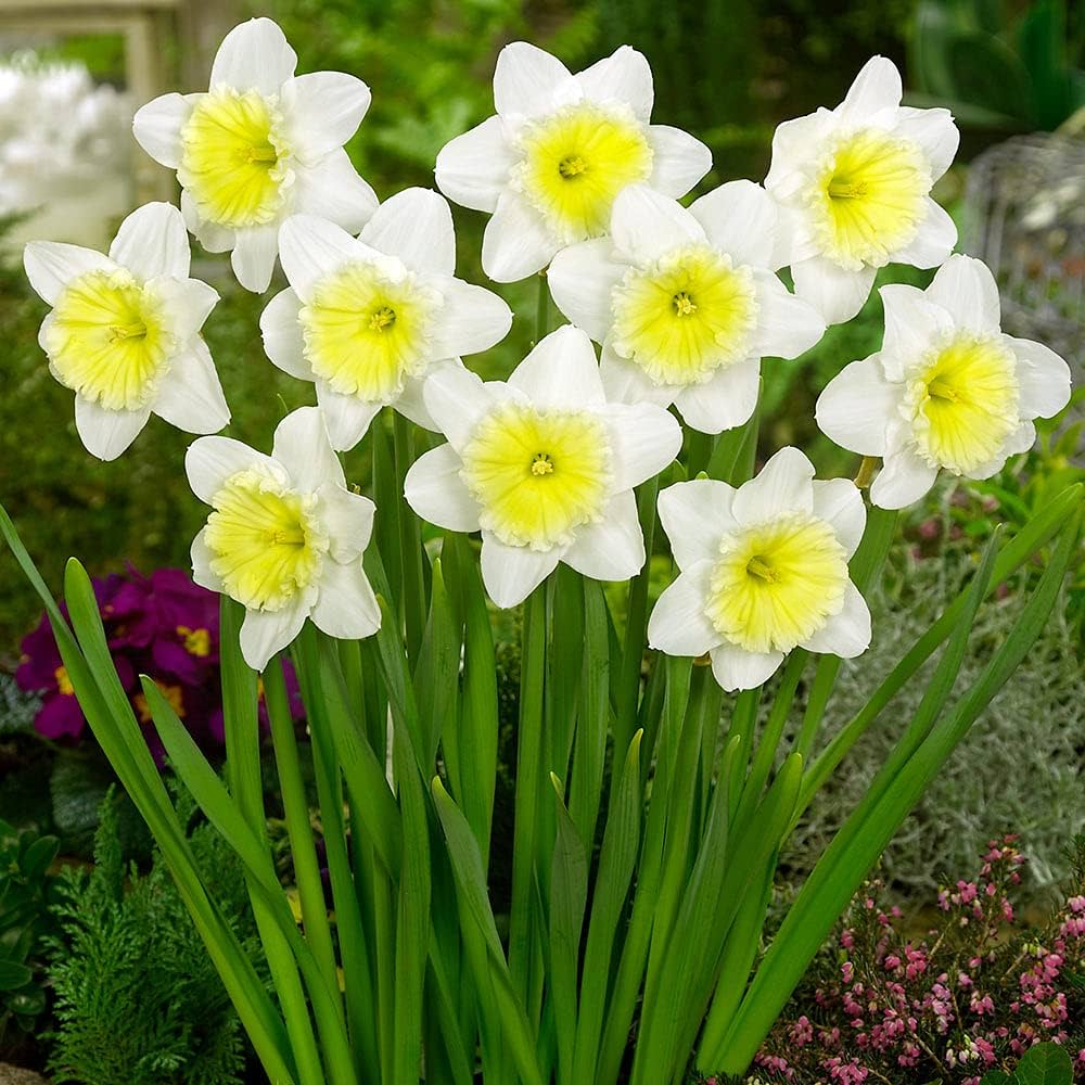 White Daffodil Flower Seeds for Easy Planting blooming in flower beds, containers, borders, and pollinator-friendly gardens