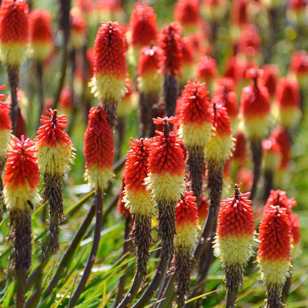 Mixed Torch Lily Kniphofia Uvaria Flower Seeds