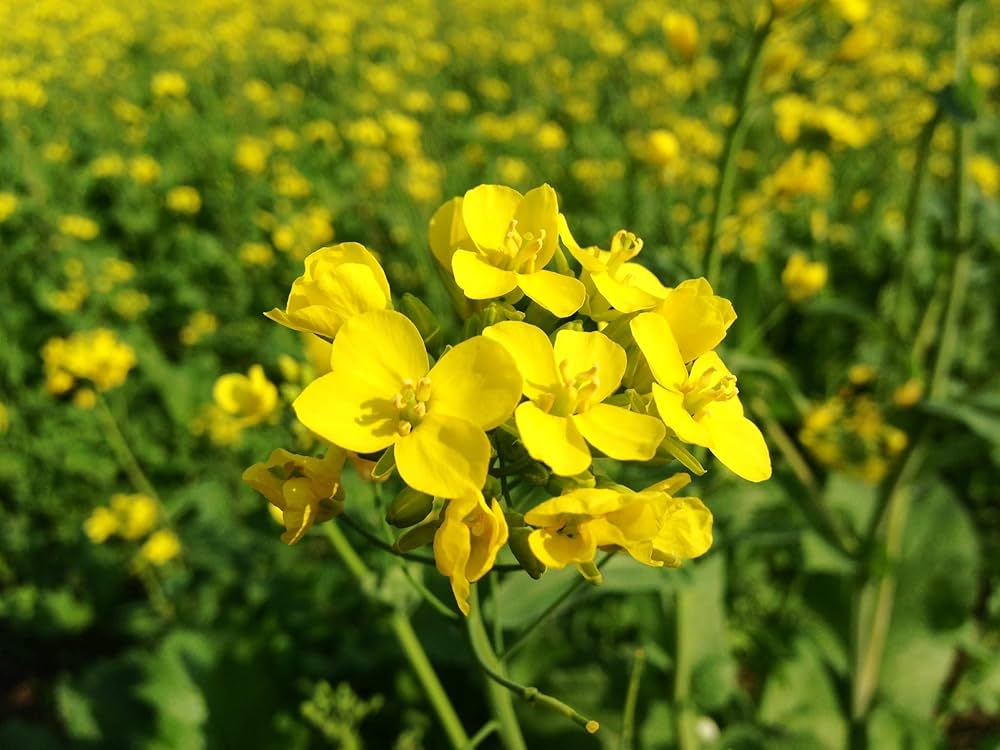 Wikipedia Flower seeds for Planting - Wildflower Mix, Heirloom & GMO Free Seeds for Home Garden